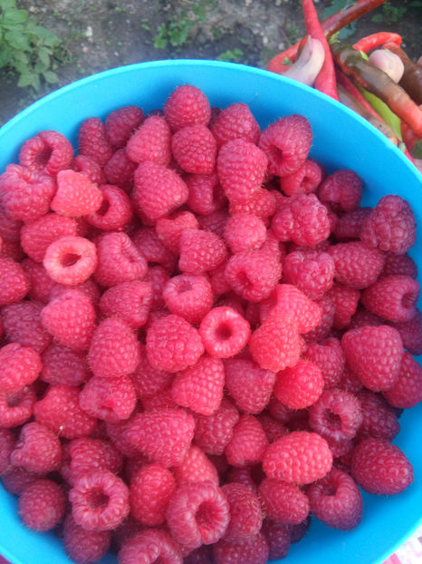  - Fructe de zmeura