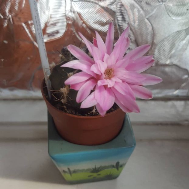  - Cactus 2018