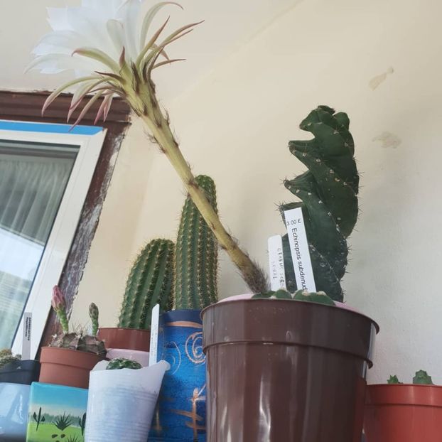  - Cactus 2018