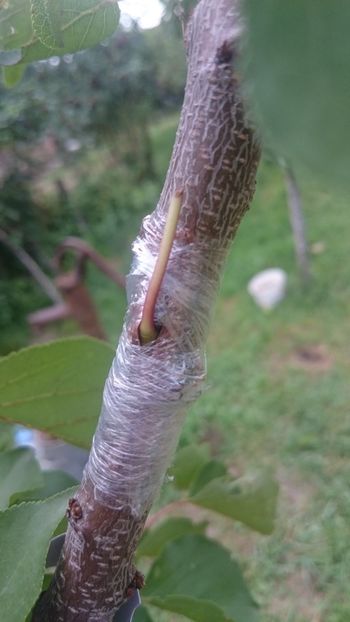 Old variety of apricot - Grafting