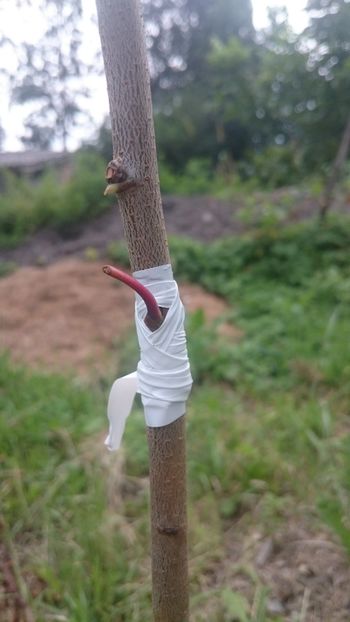 Old variety of apricot - Grafting