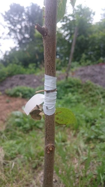 Old variety of apricot - Grafting