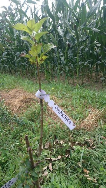 Apple- Lemon - Grafting