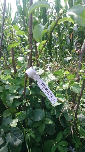 Pear- barley - Grafting