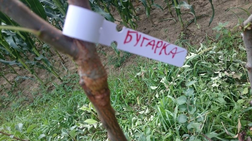 Pear- bugarka - Grafting