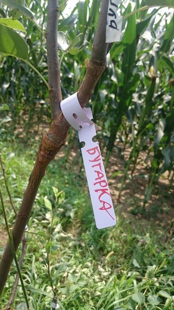 Pear- bugarka - Grafting