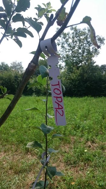 Apple- Topaz - Grafting