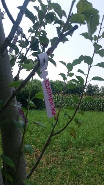 Apple- kolumbijka - Grafting