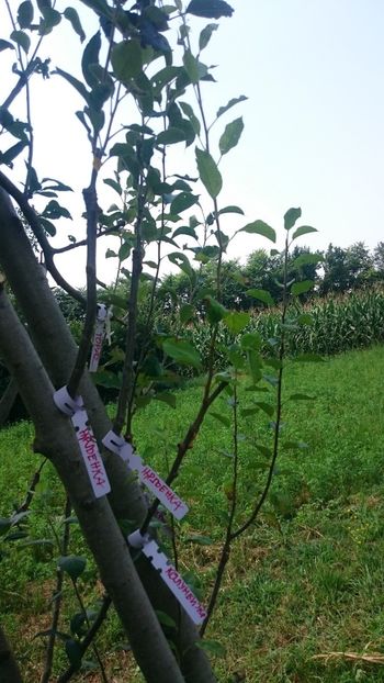 Apples- crljenka and kolumbijka - Grafting