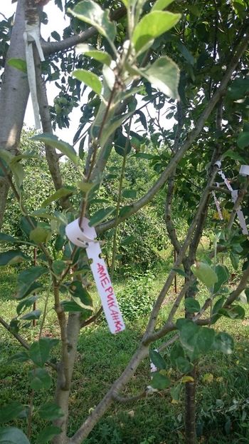 Apple- amerikanka - Grafting