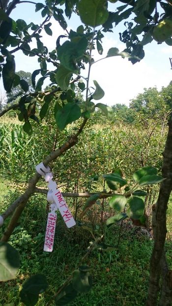 Apples- pisgud and jecmenika srpanjska - Grafting