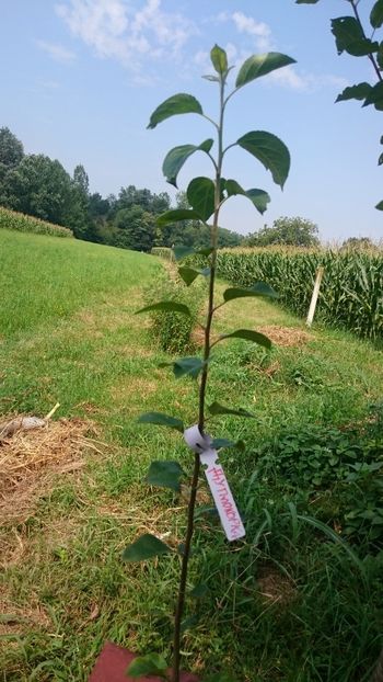 Apple- duplokorka - Grafting