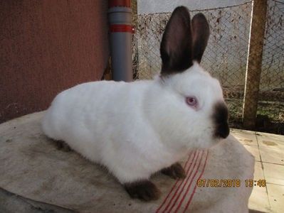 prod.proprie !! - X ARHIVA IEPURI CE AM AVUT