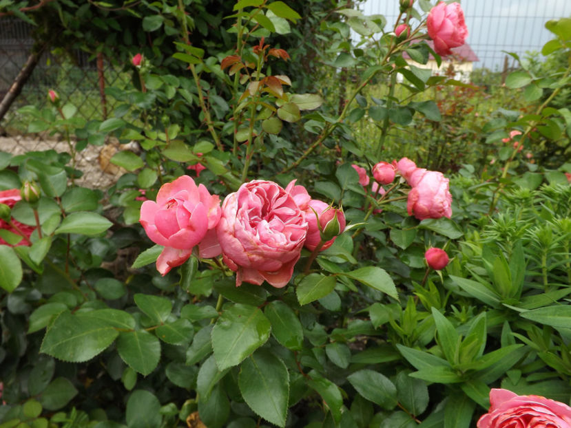  - Leonardo Da Vinci 2018