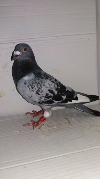 M 2017 vandut - De! voiajori vanduti