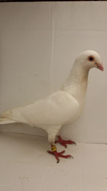 M 2013 vandut - De! voiajori vanduti