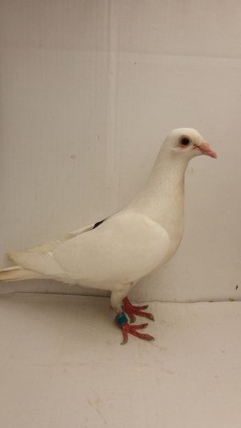 F 2015 vanduta - De! voiajori vanduti