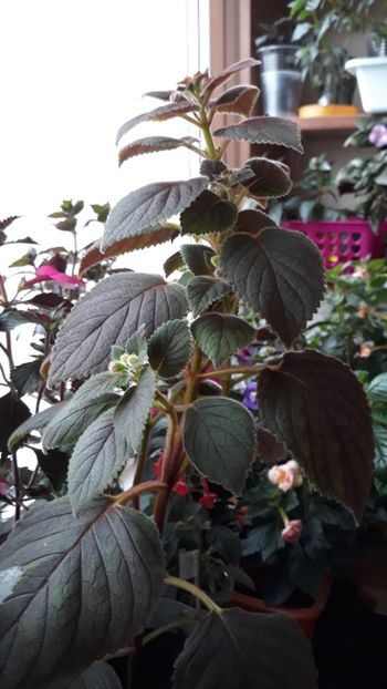  - R19 - Ohio s Punkin xA