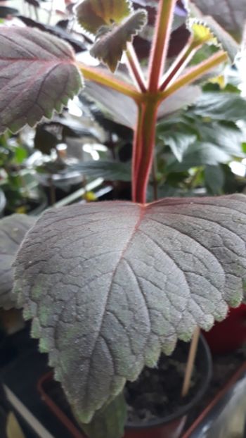  - R19 - Ohio s Punkin xA