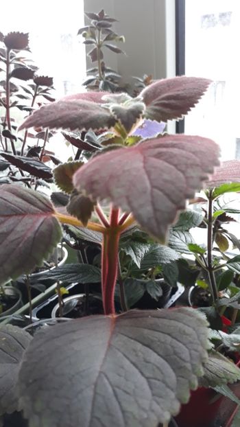  - R19 - Ohio s Punkin xA