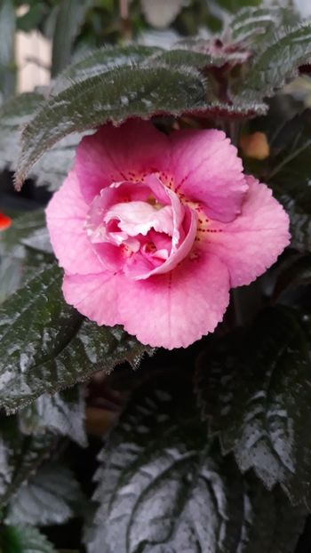 2018 - R21 - Star Tracker xA