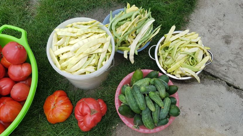 Recolta de ieri 30.07.2018 - 04 Gradinuta de legume 2018