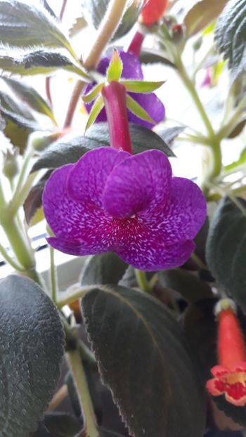  - R18 Jennifer Goode - renuntat