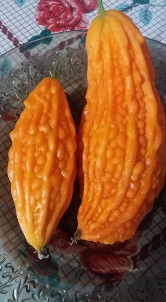 momordica-castravete amar - A-A Gradina de legume 2018