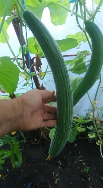 castravete armenian verde - A-A Gradina de legume 2018