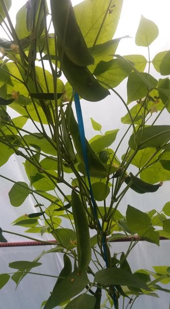 fasole Lima - A-A Gradina de legume 2018