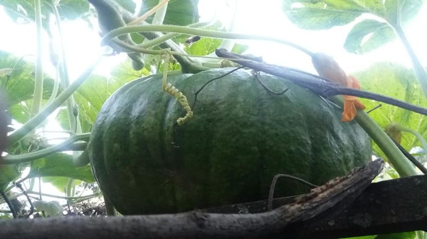  - A-A Gradina de legume 2018