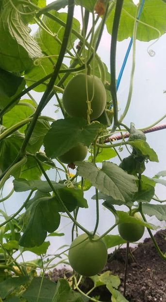 pepene urcator - A-A Gradina de legume 2018