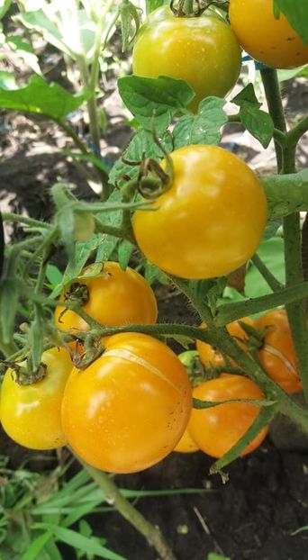  - A-A Gradina de legume 2018