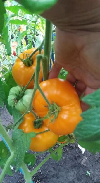  - A-A Gradina de legume 2018