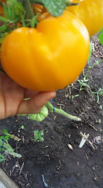  - A-A Gradina de legume 2018