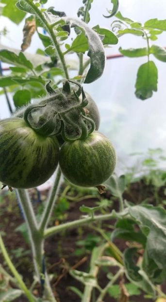  - A-A Gradina de legume 2018