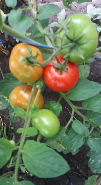  - A-A Gradina de legume 2018