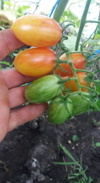  - A-A Gradina de legume 2018