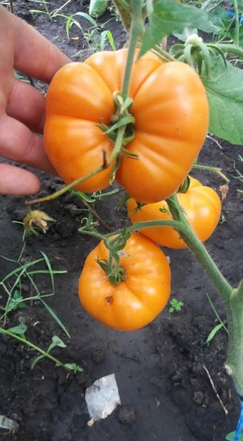  - A-A Gradina de legume 2018