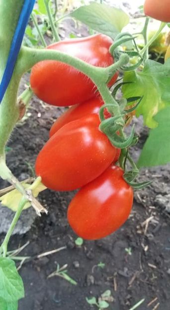  - A-A Gradina de legume 2018
