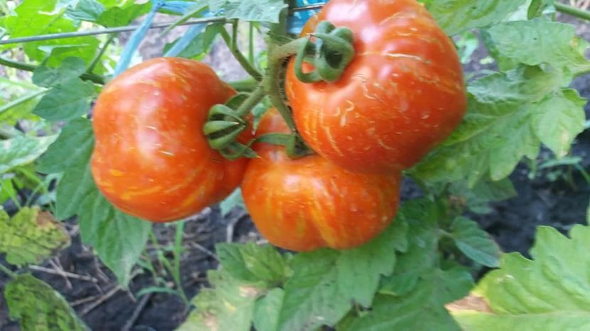 37750661_2105606886375314_8342558833826070528_n (1) - A-A Gradina de legume 2018