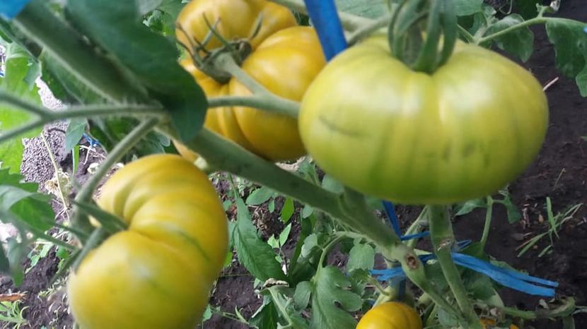  - A-A Gradina de legume 2018