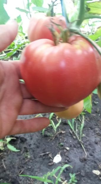 - A-A Gradina de legume 2018
