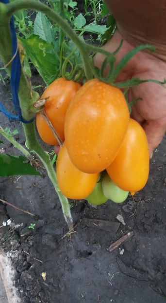  - A-A Gradina de legume 2018