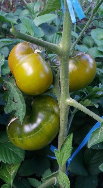  - A-A Gradina de legume 2018
