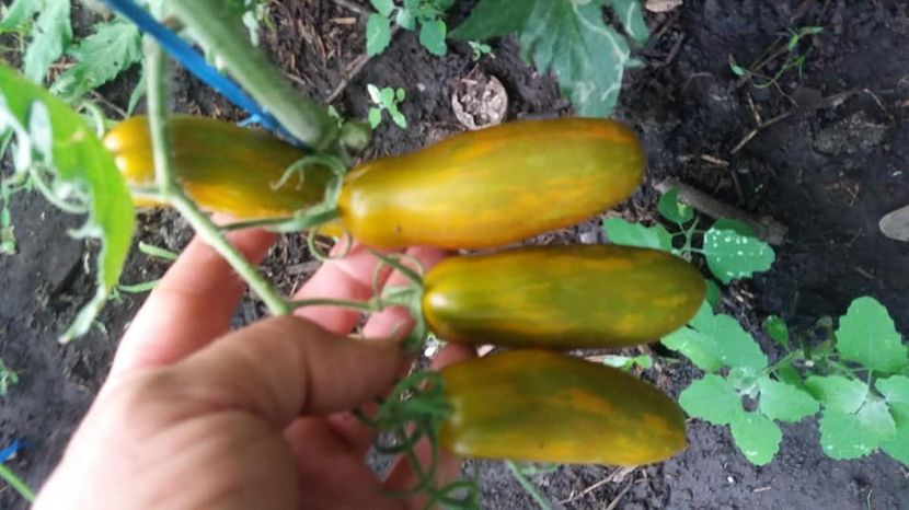  - A-A Gradina de legume 2018