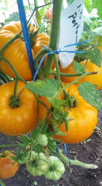  - A-A Gradina de legume 2018