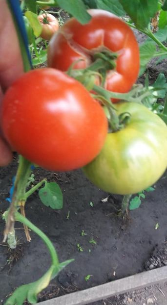  - A-A Gradina de legume 2018