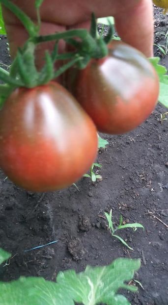  - A-A Gradina de legume 2018