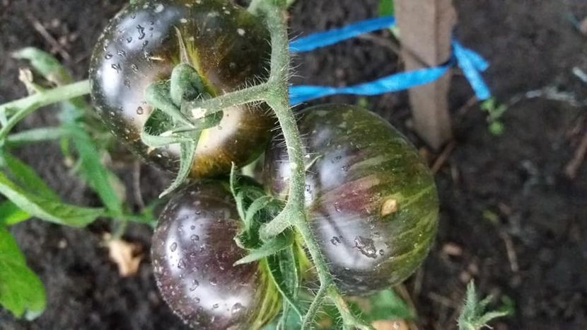  - A-A Gradina de legume 2018